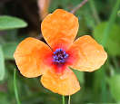 Cretan Wildflower Papaver dubium