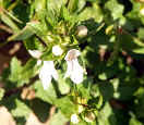 Cretan Wildflower Prasium majus