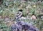 Bird watchers picture, Queried Siberian stonechat, Variegata or Armenica, Crete 2003.