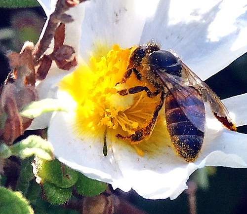 Cretan Fauna: Honey Bee - Apis mellifera. Astratigos. NW Crete.