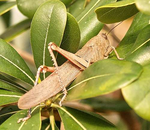 Cretan Fauna: Egyptian Grasshopper - Anacridium aergyptium.Gramvousa. NW Crete.