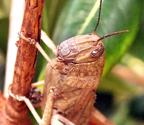 Cretan Fauna: Egyptian Grasshopper - Anacridium aergyptium. Gramvousa. NW Crete.