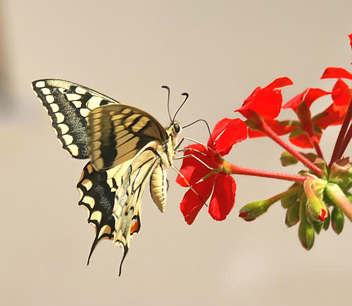 Cretan Fauna: Swallowtail butterfly - Papilio machaon. Astratigos, NW Crete.