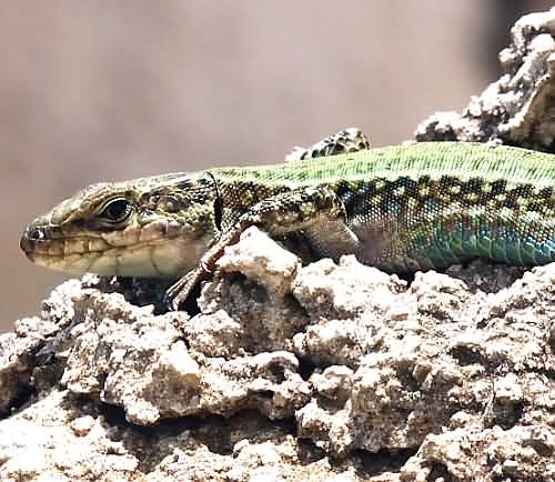 Cretan Fauna: Balkan Wall Lizard - Podarcis taurica. Astratigos. NW Crete.