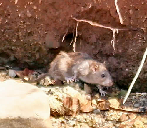 Cretan Fauna: Brown Rat - Rattus novegicus. Gramvousa. NW Crete.