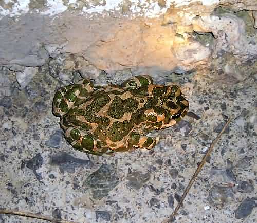 Cretan Fauna: Green Toad - Bufa viridis. Gramvousa Peninsula, North Western Crete