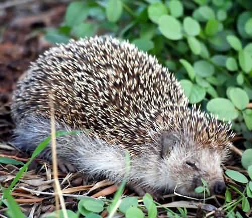 Cretan Fauna: Hedgehog - Erinaceus europaeus. Gramvousa Peninsula, North Western Crete