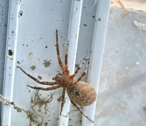 Cretan Fauna: Spider  ID Sought. Gramvousa. NW Crete.