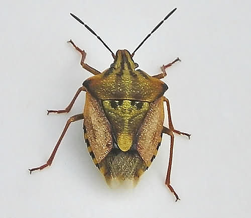 Cretan fauna: Sloe Bug - Dolycoris baccarum. Gramvousa. NW Crete.