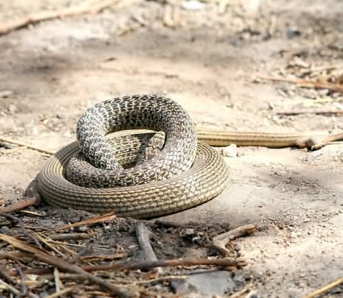 Cretan Fauna: Western whip  snake - Coluber viridiflavus. Gramvousa Peninsula, North Western Crete.