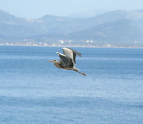 Bird Wildlife. Grey heron - Ardea cinerea. North Western Crete.