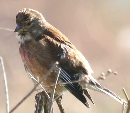Bird Wildlife, Linnet, Carduelis cannabina, North Western Crete.