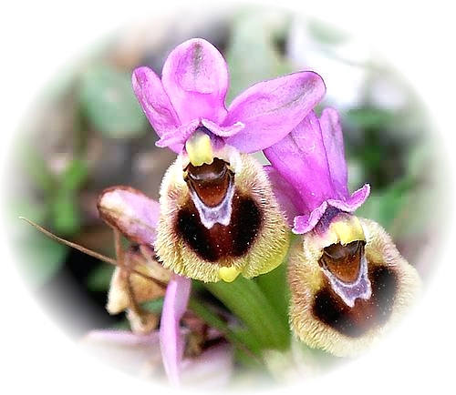 Wild Flower Calendar photo page Feb 2009 - Ophrys tenthreadinifera  Sawfly Orchid. 
