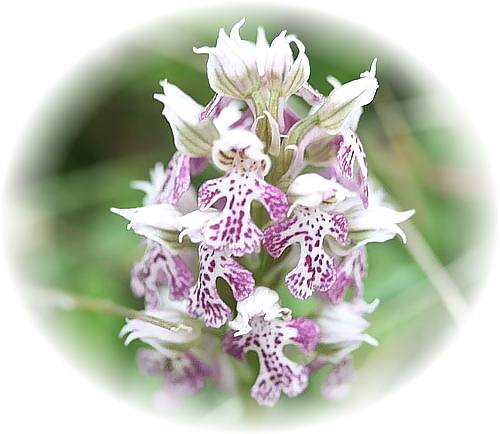 Wild Flower Calendar photo page March 2009 - Orchis lactea  Milky Orchid.
