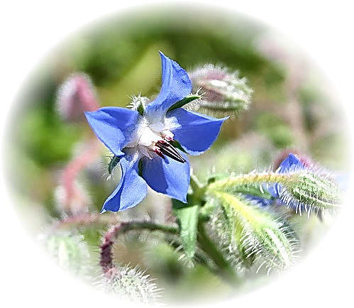 Wild Flower Calendar photo page May 2009 - Borago officinalis  Borage.