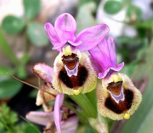 Wild Flower, Orchidaceae - Ophrys tentreadinifera, Rethymnon, North Crete.