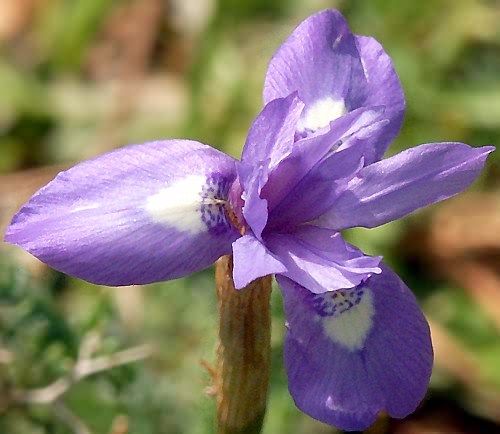 Wild Flower, Iridaceae - Gyrandriris sisyrinchrum, Astratigos, North West Crete.