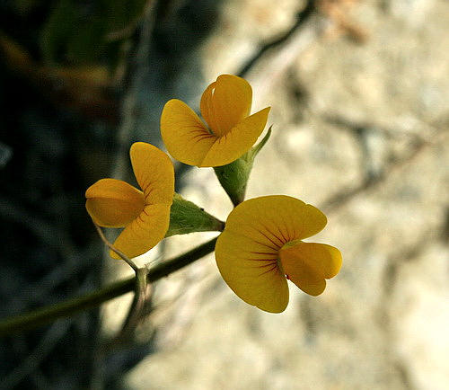 Wild Flower, Leguminosae - Anthyllis hermanniae - Afrata, NW Crete
