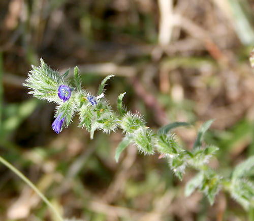 Wild Flower, Boraginaceae - Alkanna tinctura - NW Crete