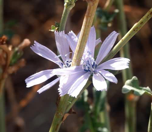Wild Flower, Chicorium intybus,  Astratigos, North West Crete