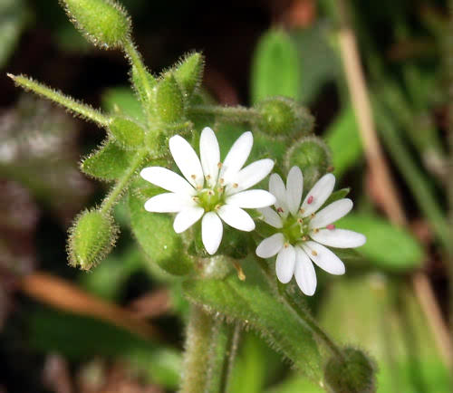Wild Flower, Stellaria media, Paleochora, North West Crete