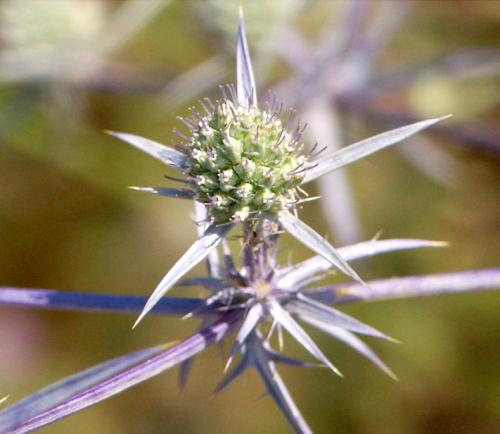 Wild Flower, Umberelliferae, Eringeum campestre, Paxnos, North West Crete.