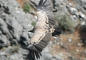 Thumbnail - Griffon Vulture